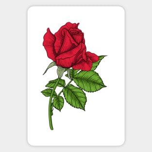 Red rose Magnet